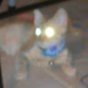 Meet your Posher, Mika